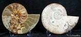 Inch Split Ammonite Pair #2623-1